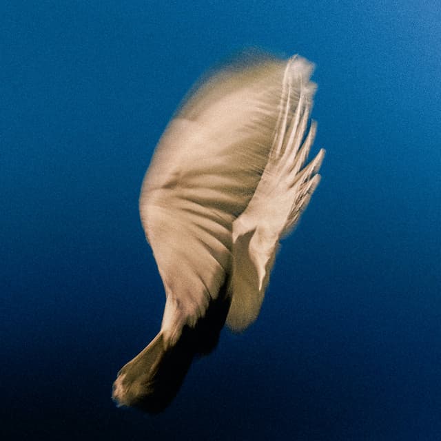 Dear Friend — SWIM